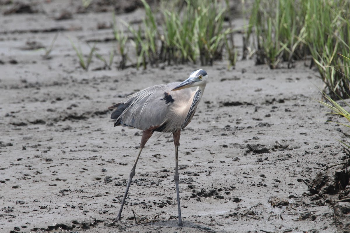 Cruisin Tikis Amelia Island Photo 7