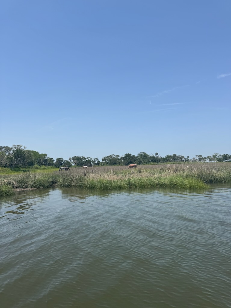 Evolution Jetsports (Jet Ski Eco Tours - Amelia Island) Photo 3