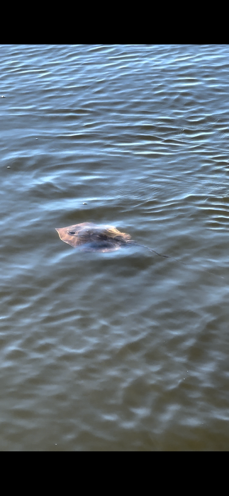 Jet Ski Amelia Photo 2