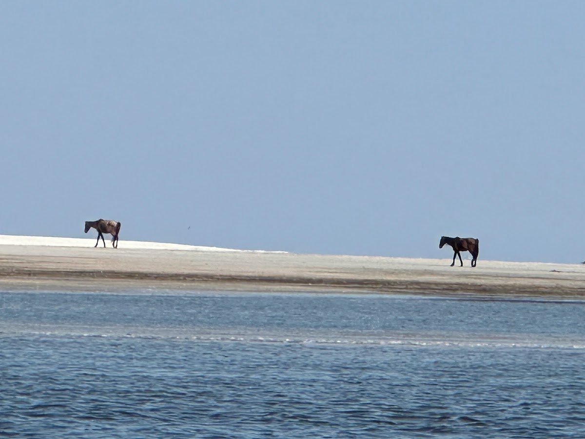 Jet Ski Amelia Photo 4