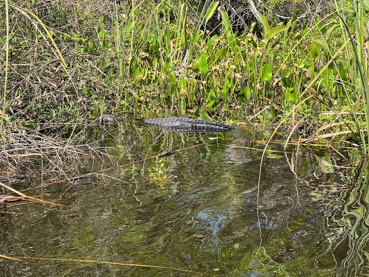 Paddle Jax Amelia Photo 6