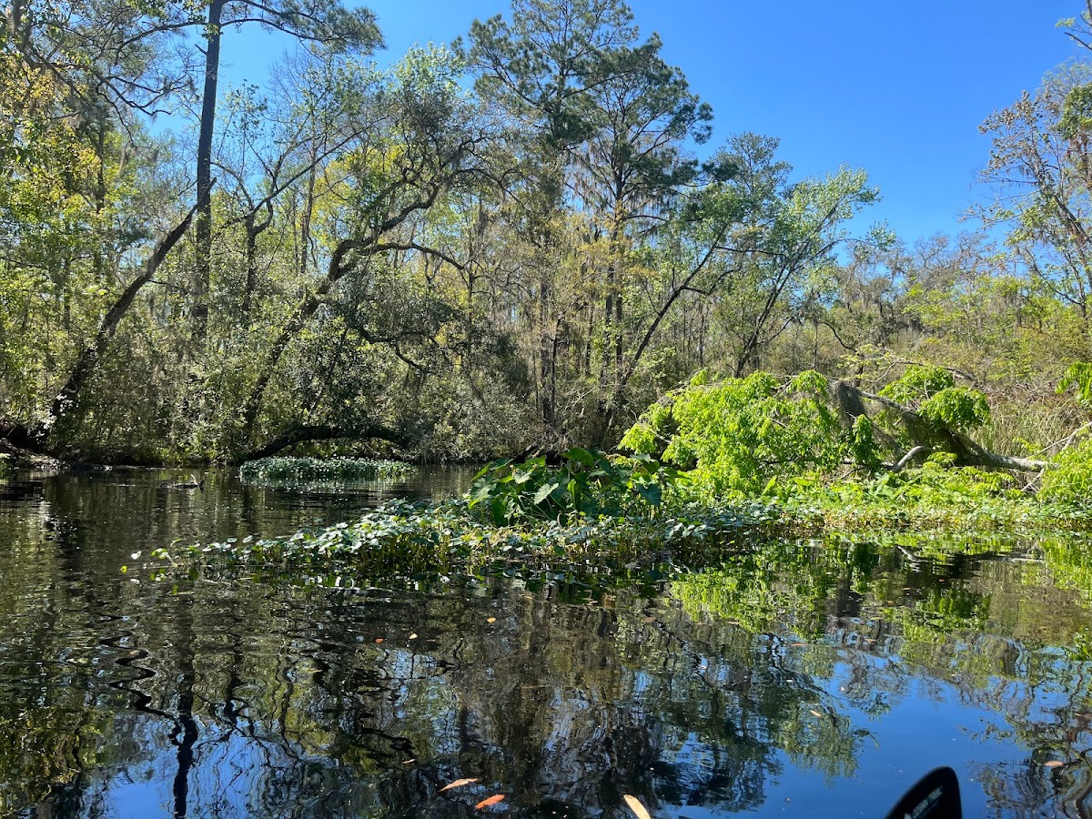 Paddle Jax Amelia Photo 8